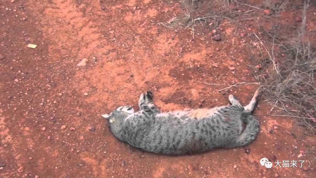 原创除了猎枪和毒香肠,澳大利亚人为了捕杀野猫连机器人都用上了