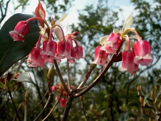 5月19号 |【新线首发】徒步探险原始"大人山",赏独特吊钟花