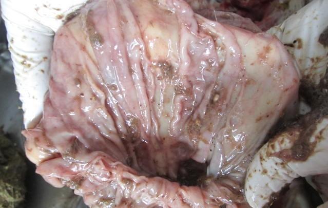 瘤胃细菌的分类和特点以及分解饲料的方式_微生物