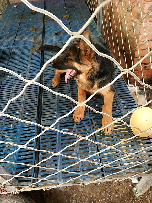 德牧在笼子里待着也不生气,它还挺有耐心的,而且它的心态还挺好的,在