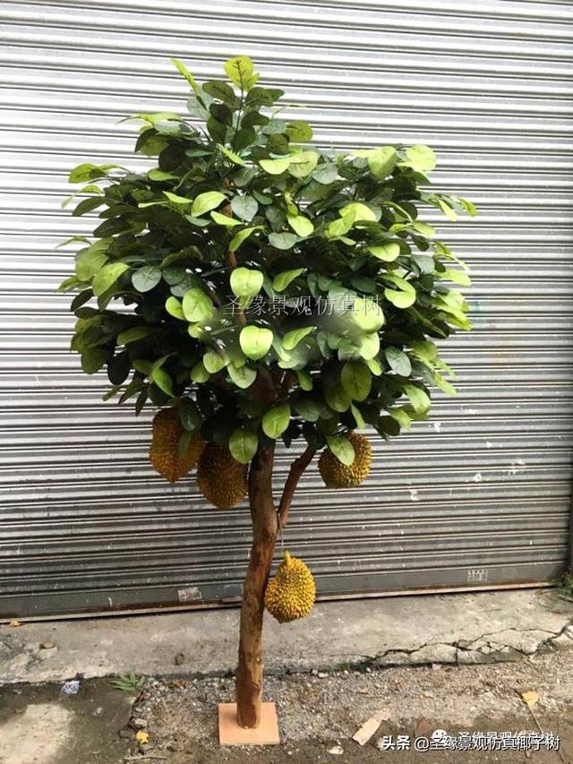 圣缘景观仿真榴莲树让你深入泰国尖竹汶青妮王的榴莲种植园