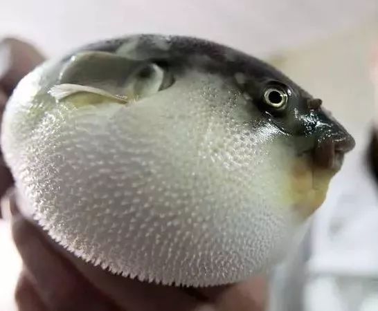 河豚鱼,在广东又叫"鸡泡鱼","气泡鱼",遇到危险时会吸气膨胀!
