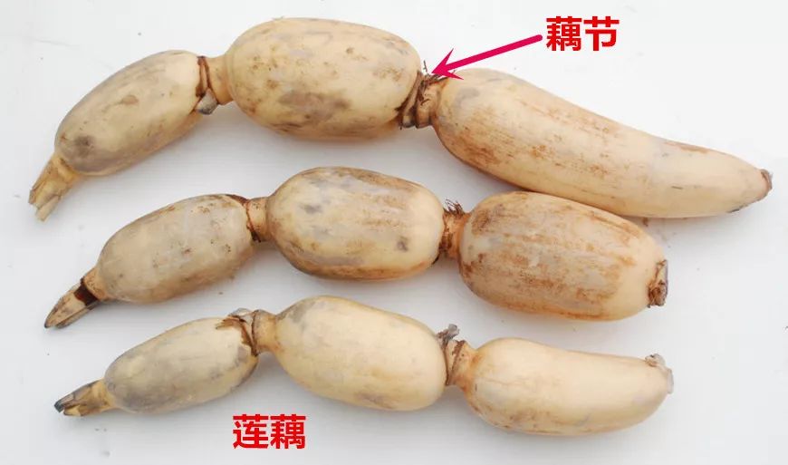 了解荷花七宝:荷叶,莲房,莲子,莲子心,藕节,莲藕,莲须_植物