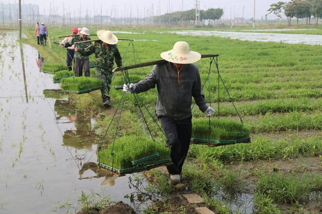 从传统农业到智慧农业农业的跨越式发展究竟带来了什么