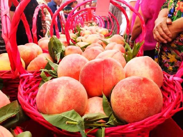 安宁区蟠桃会昨日开幕蟠桃会上桃王大比拼