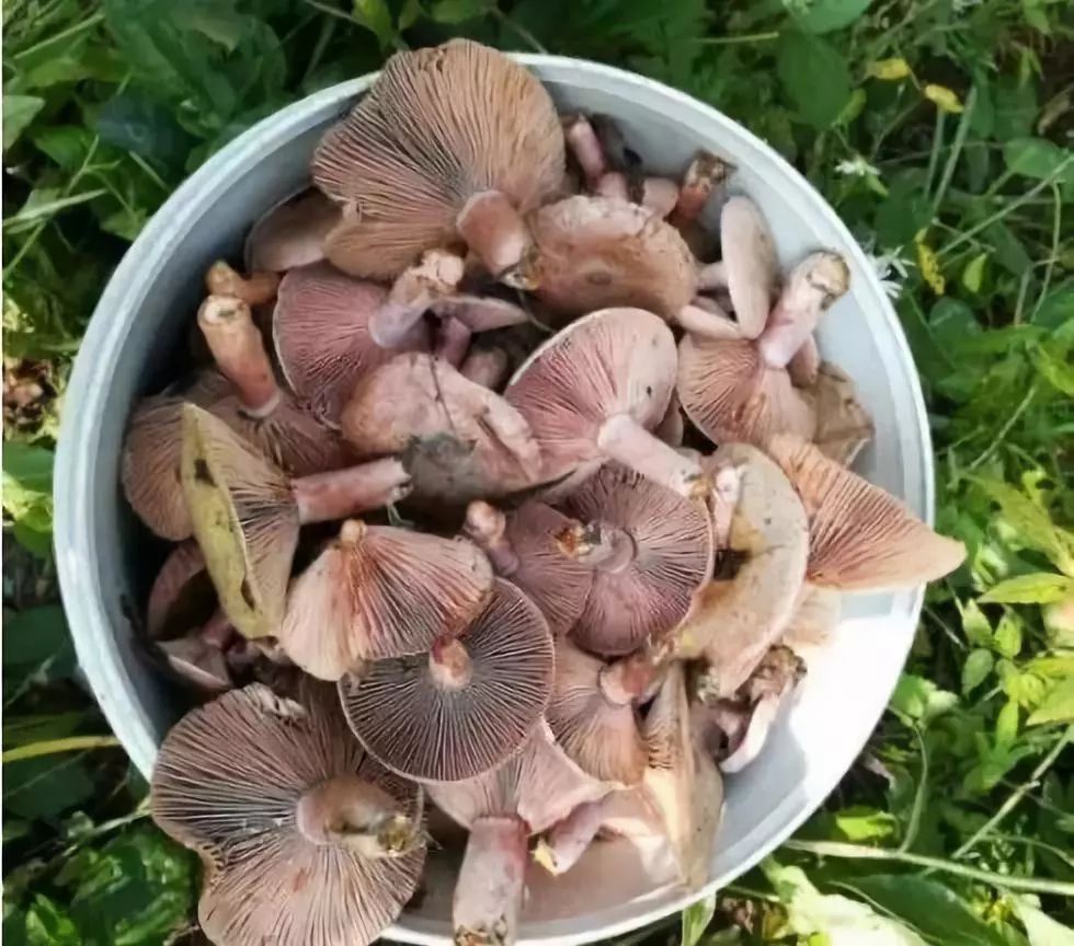 祁阳山里的枞树菇又泛滥了捡到手抽筋