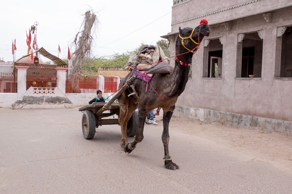 印度城市偶遇骆驼拉着一车煤气罐,印度人不用牛拉车用骆驼拉车