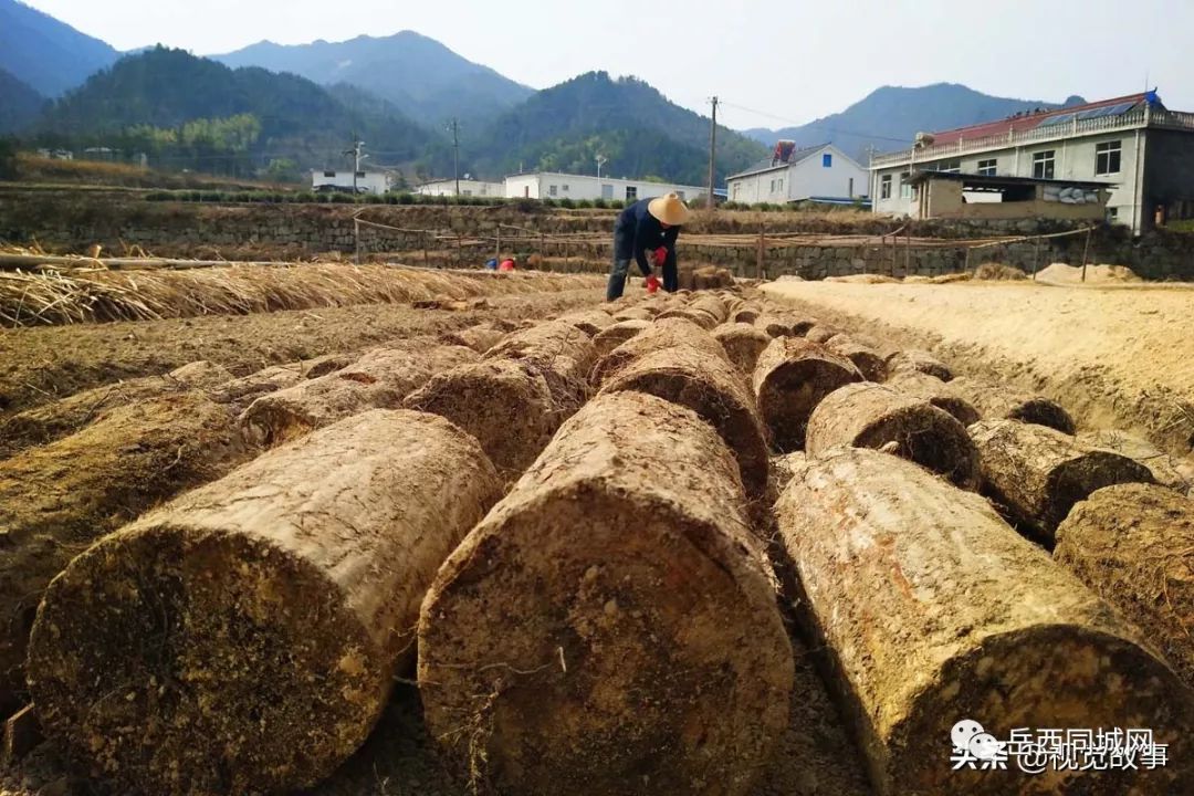 人工种植天麻花图片图片