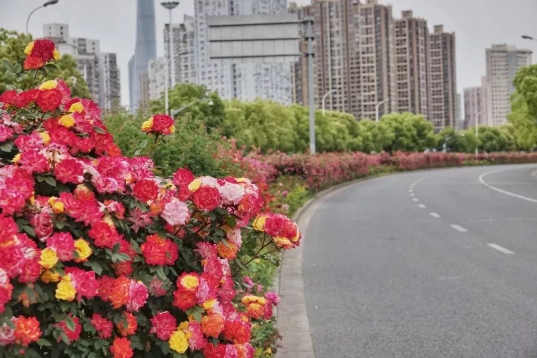 鲜花传递温情，东明鲜花速递引领行业潮流
