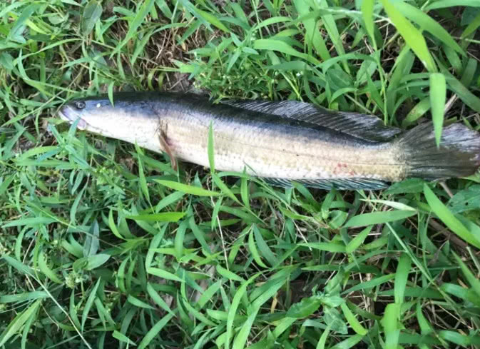 这种线鳢可不是我们国家常见的黑鱼,它是泰国鳢原产于泰国和大部分