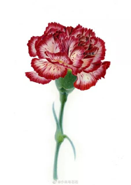 彩铅达人绘|画一朵er康乃馨送给妈妈吧