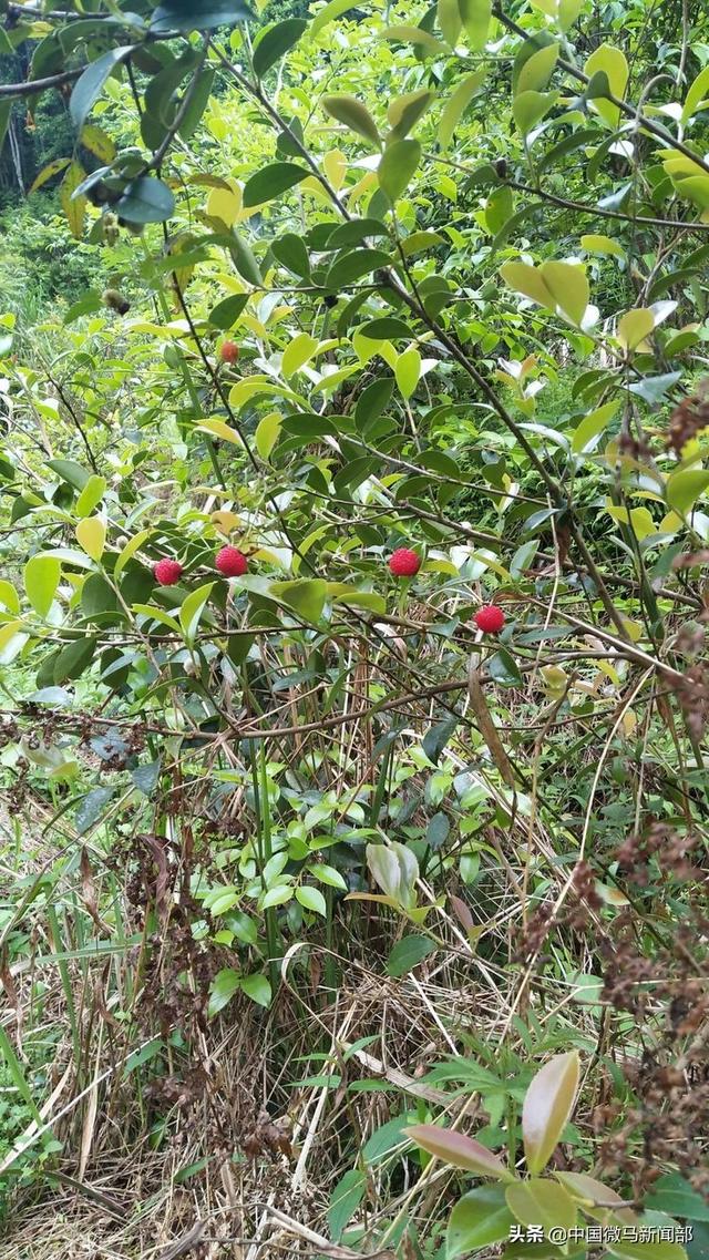 讓你回味無窮酸溜溜的酸管子,野魔芋,苦齋菜,小竹筍.