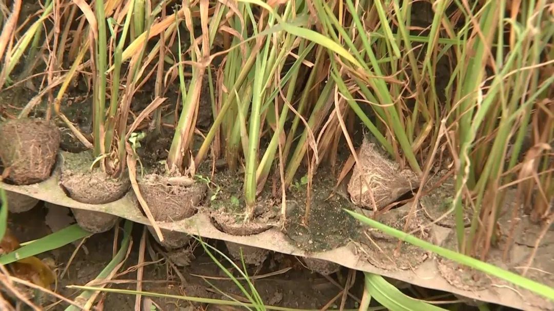 好離奇廉江這條村幾十畝秧苗大面積枯萎