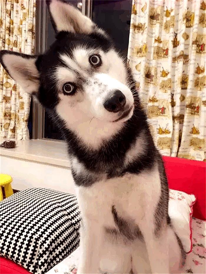 养哈士奇1年的感受:在外对人是苦苦的笑,在家对狗是默默的泣