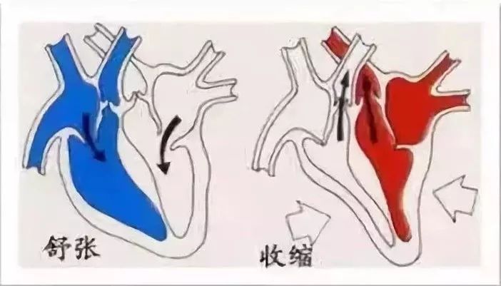 心脏收缩舒张过程图片
