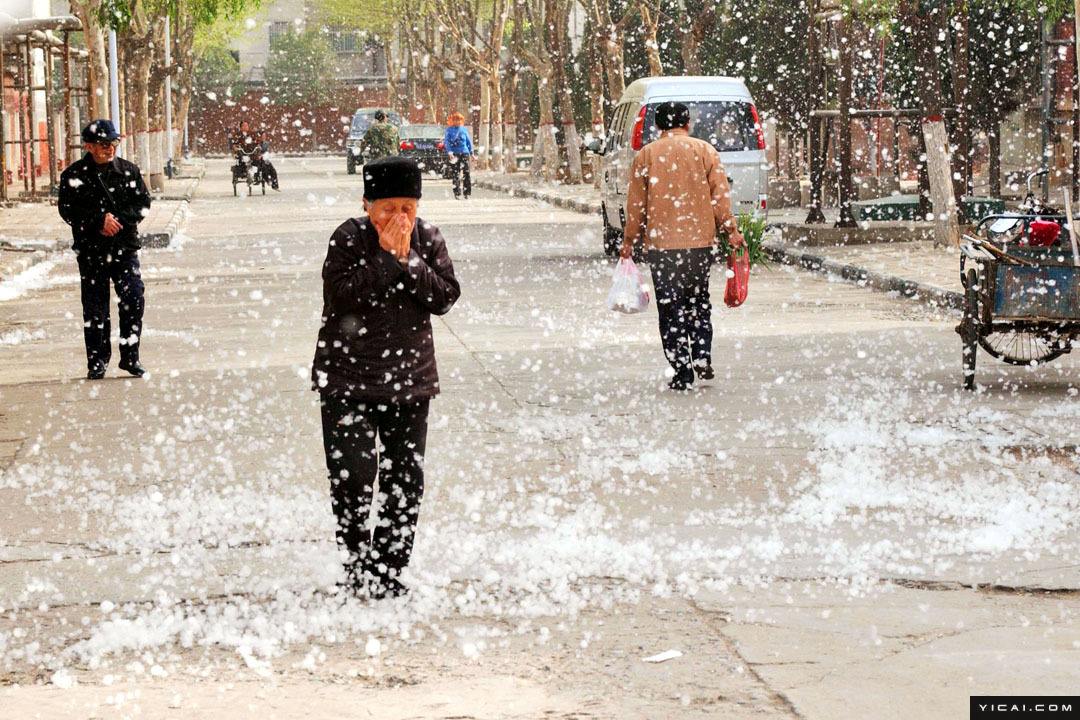 满城白絮你的肺还好吗咳咳咳