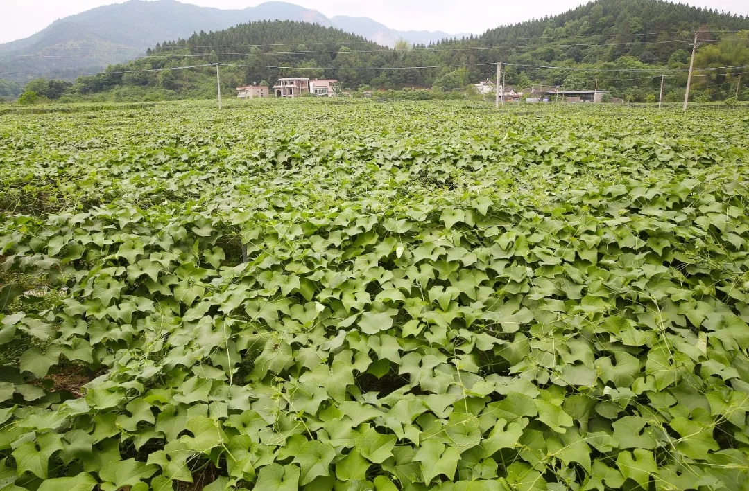 洋瓜尖种植基地图片图片