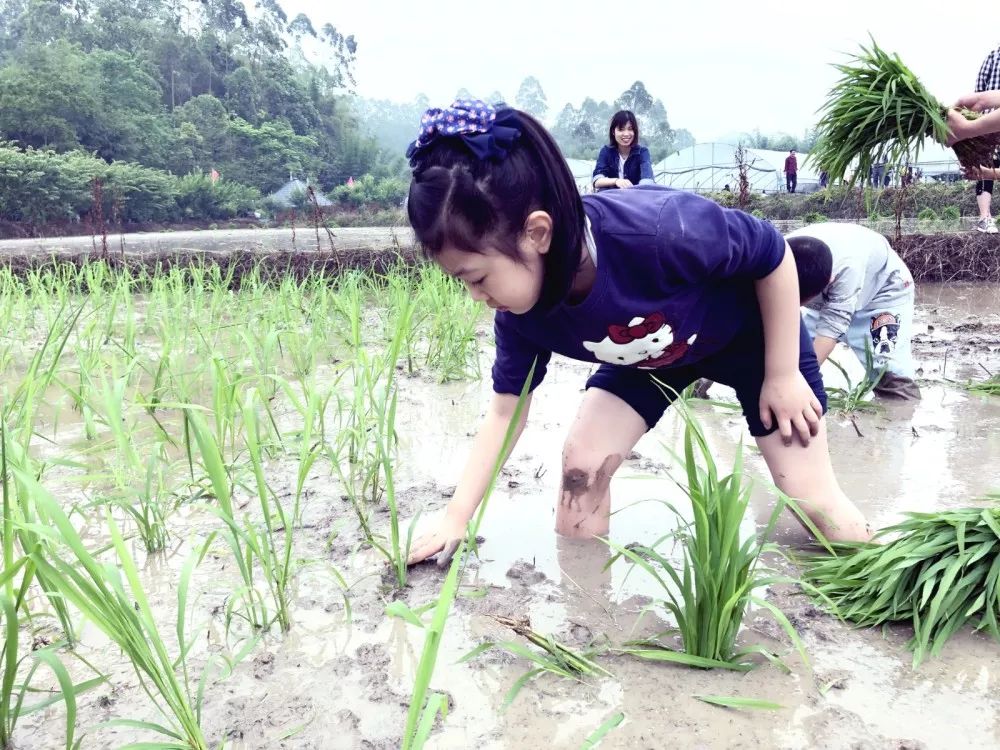 快乐插秧动起来乐山市机关幼儿园户外亲子活动纪实