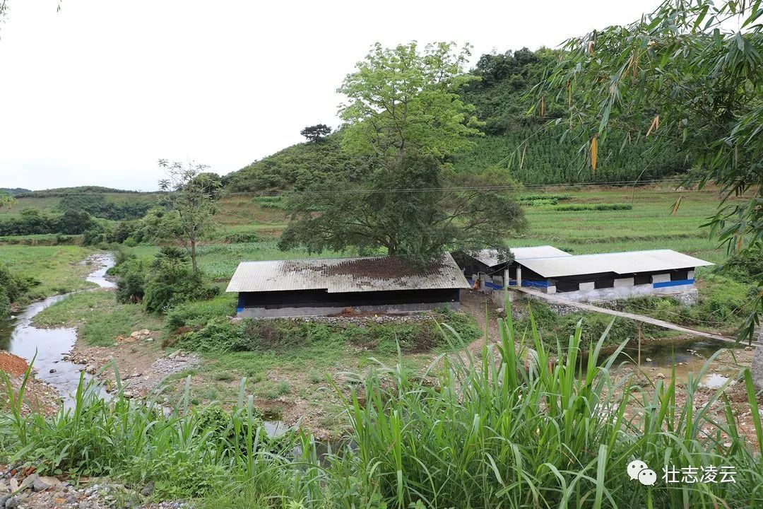 脱贫攻坚进行时 那伏村盛开三朵"致富花"