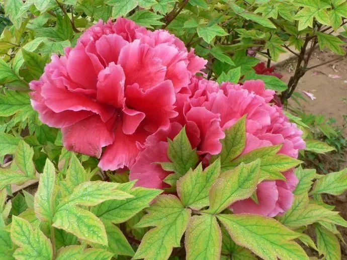 牡丹花开牡丹花图鉴一般人不知道周末约起