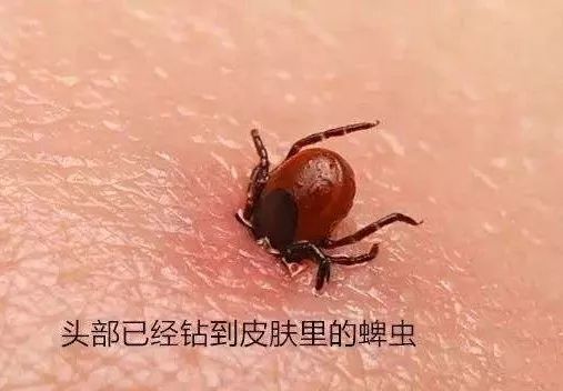 今晚起,将会有成千上万的大水蚁在你家繁殖,产卵…问你怕未!