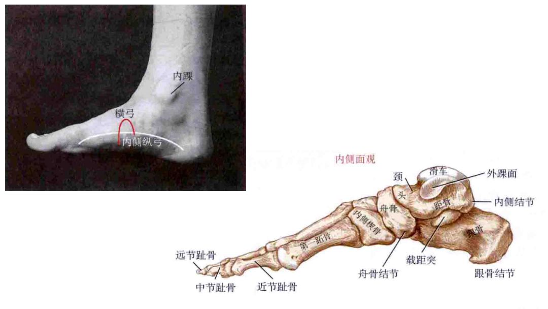 左脚舟状骨位置图片图片