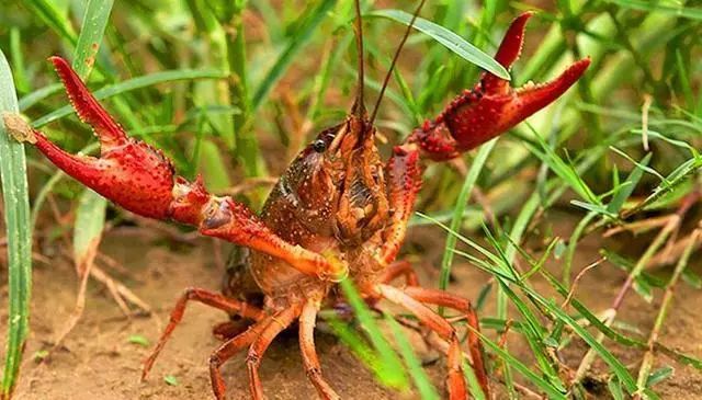 小龙虾生存环境图片