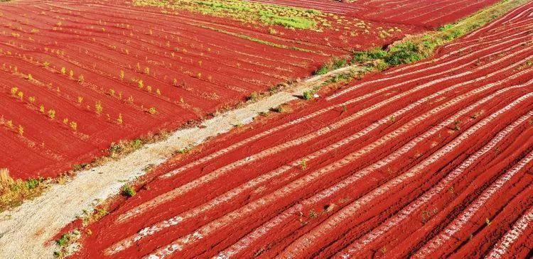 江西宜春有片红土地很美看到图片就想去