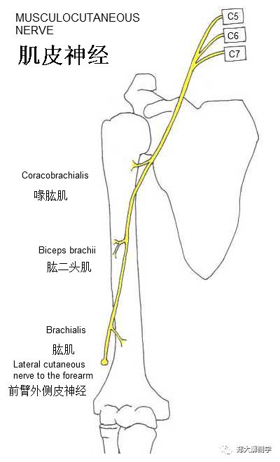 通過struthers韌帶,到達肘窩繼續向下穿旋前圓肌和指淺屈肌鍵弓,在