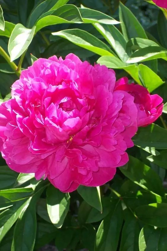 今天是5月13号花好月圆夜送你1314朵牡丹花祝你2019年富贵吉祥花好