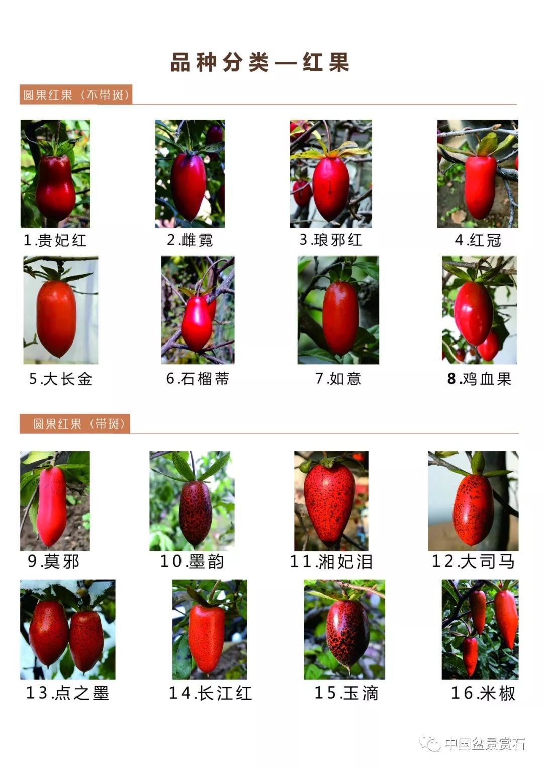 柿子品种大全名称图片图片