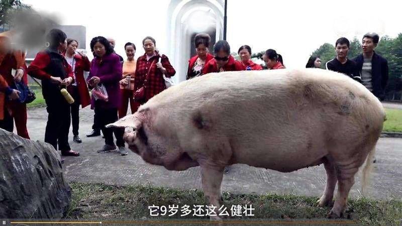 原创汶川地震被埋36天才被挖出来的猪坚强现在怎样了