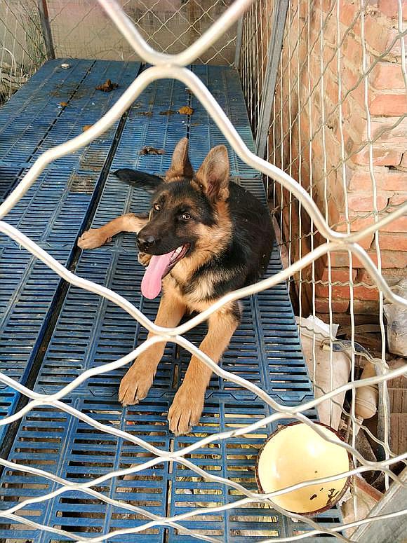 原创狗狗被关着影响长个这只德牧都五个月了才这么大