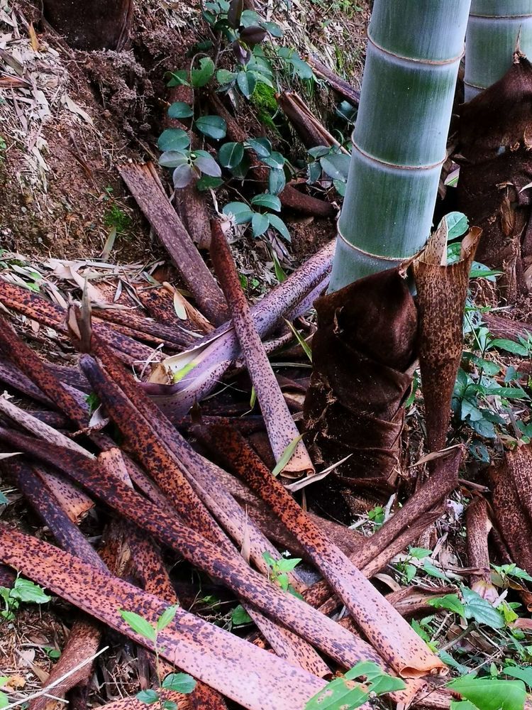 40年前,多少江山人曾靠拾这山中的"摇钱叶",挣了一笔……_笋壳