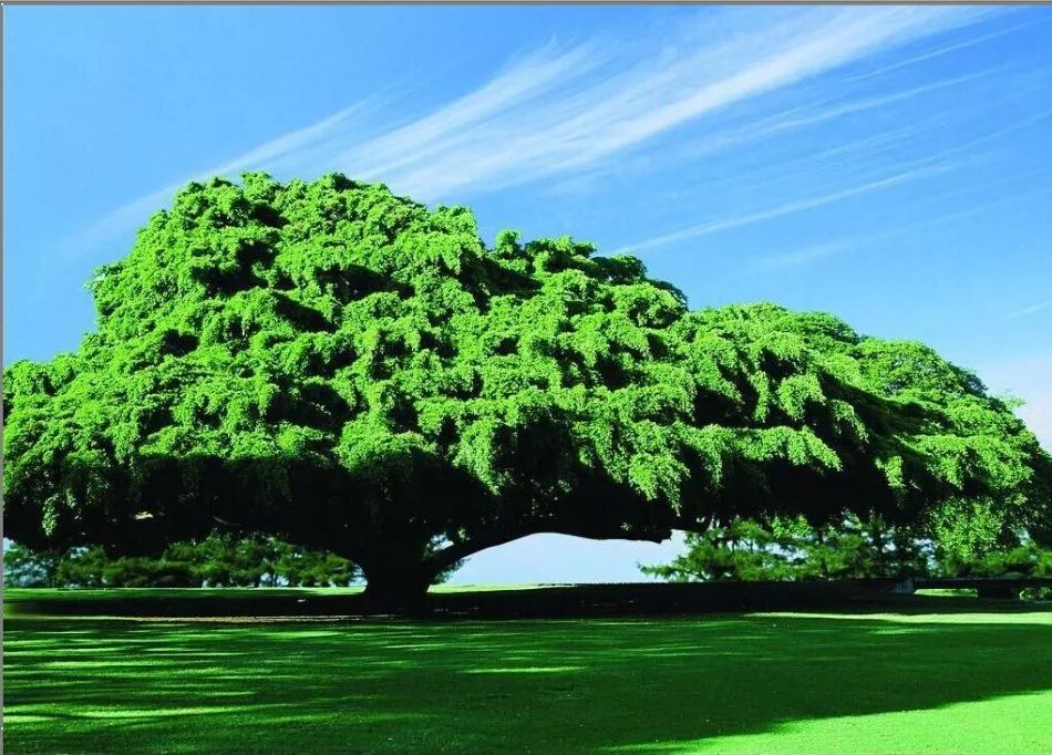 大树理论献给浮躁的我们