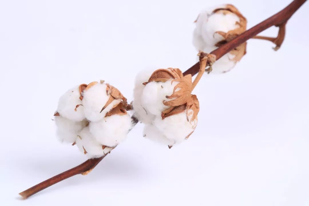 用新疆棉花皇后做的毛巾柔软不掉毛3秒吸水