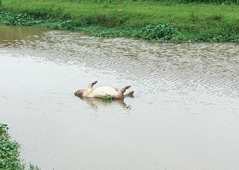 钦州江里都是漂浮的死猪!这河段更多,超过30头!