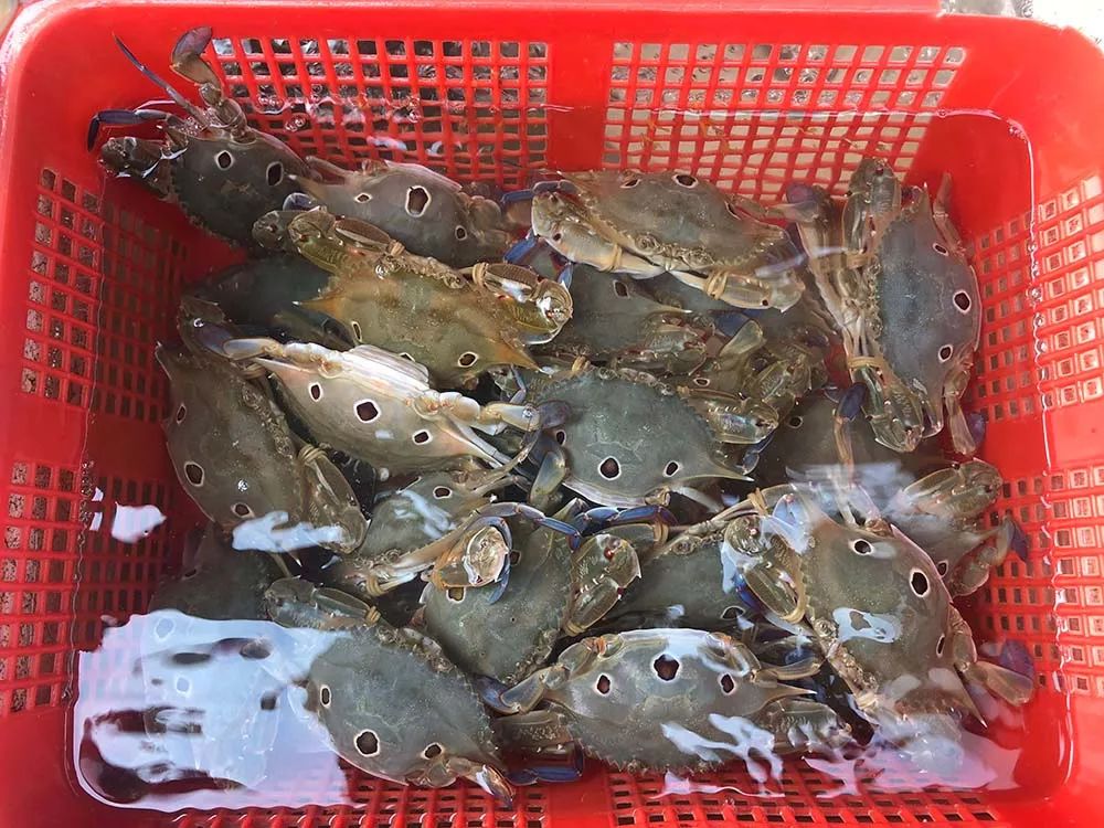 你想吃的海鲜涨价了吗一起去逛逛休渔期的沙田海鲜市场