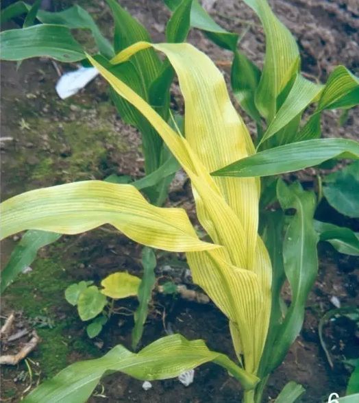 玉米缺素不可小视同是黄叶与药害病害干旱都有啥区别