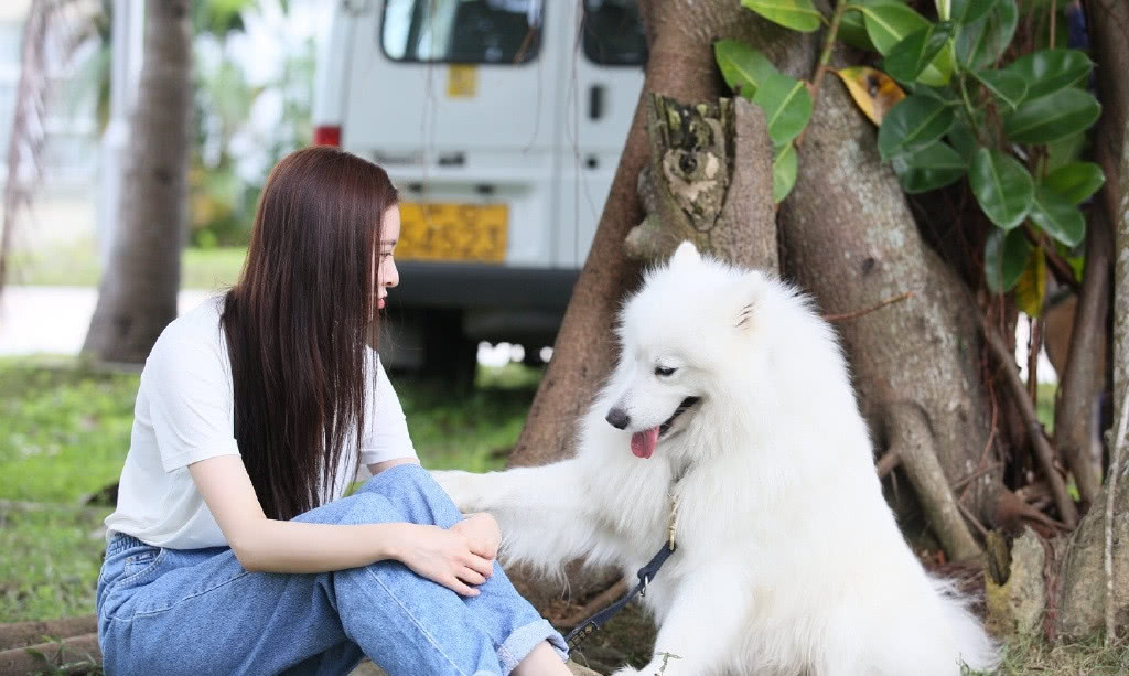 宋妍霏训狗狗很有招,两只萨摩被她训得很乖,网友:姐姐很有爱心!