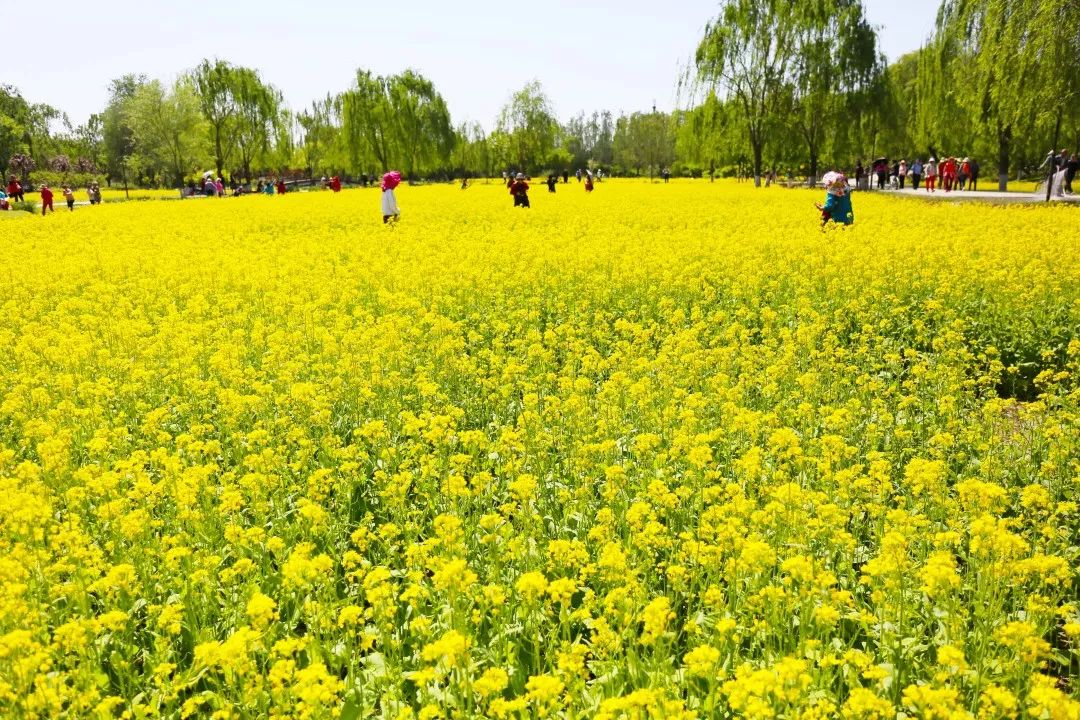 北京顺义油菜花观赏地图片