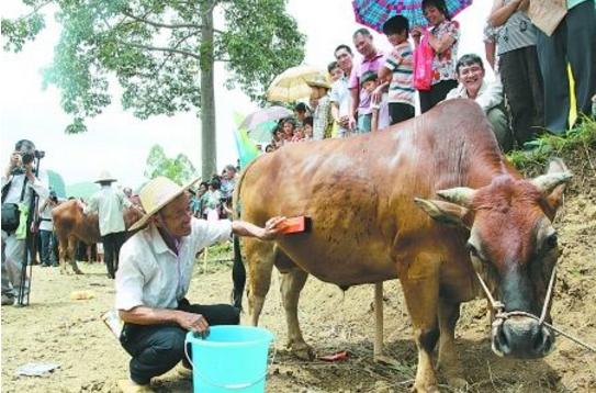 壮族人敬牛爱牛的传统充分表现在每年的牛魂节