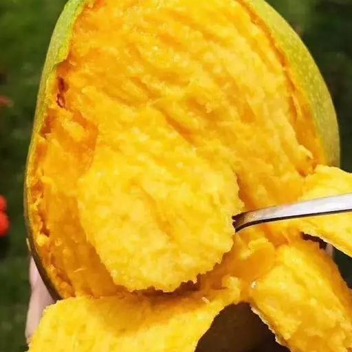 辰颐物语:越南芽庄澳芒,世界上最好的芒果