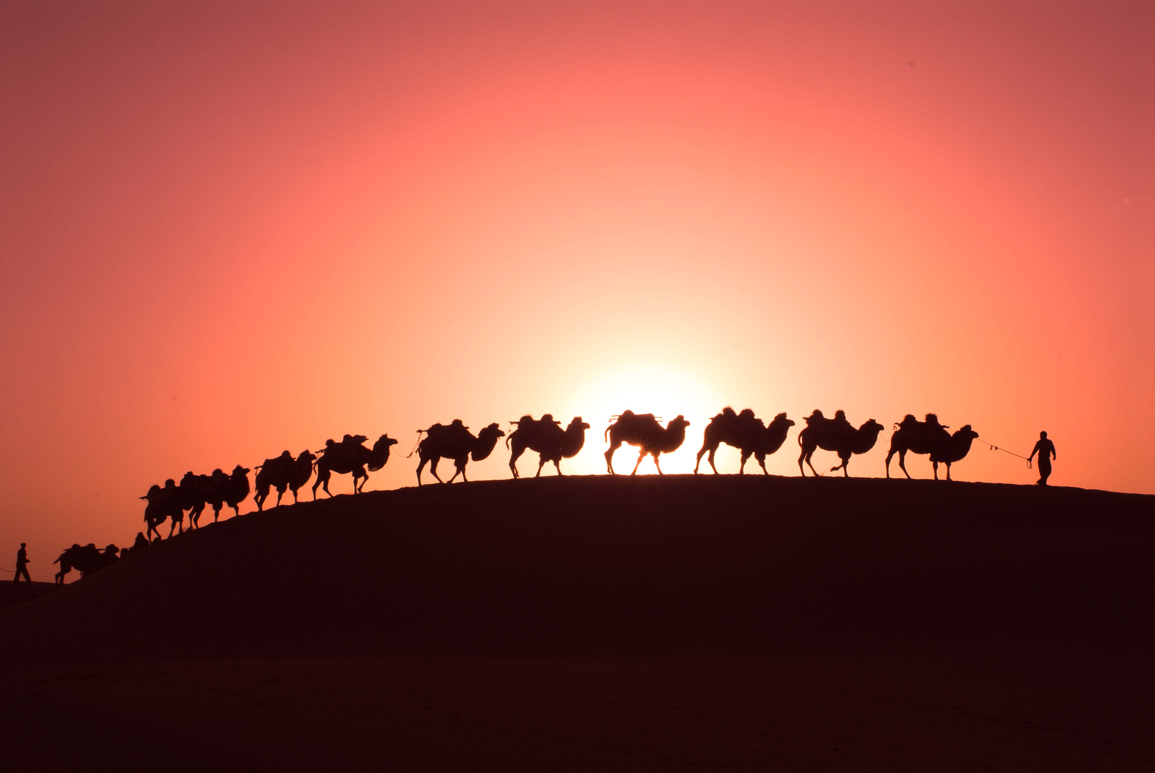 天边骆驼行走图片图片