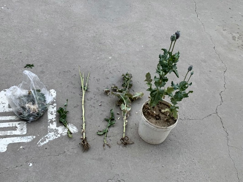 罂粟籽种植盆栽图片