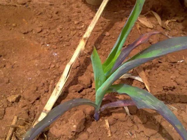 玉米缺素不可小视同是黄叶与药害病害干旱都有啥区别