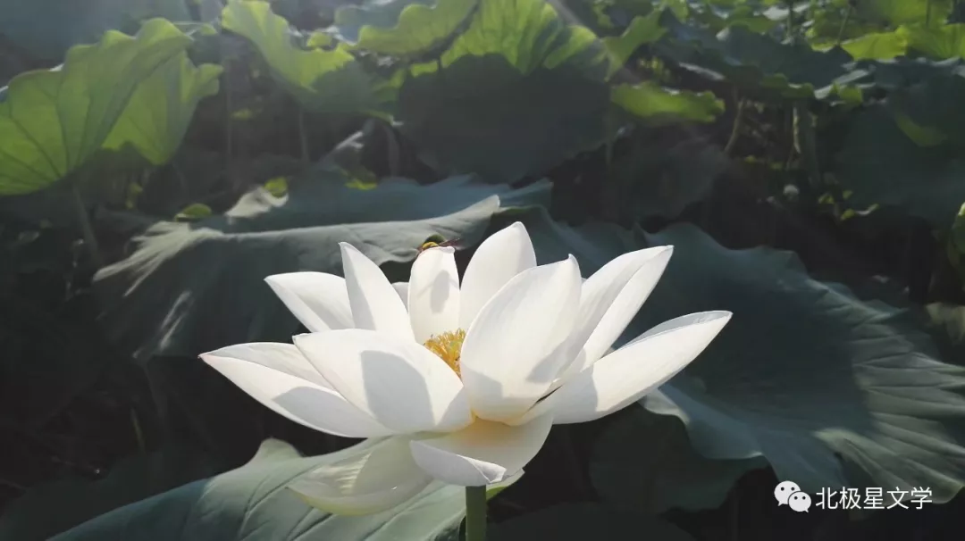 超度吧则美-累了超度吧则美