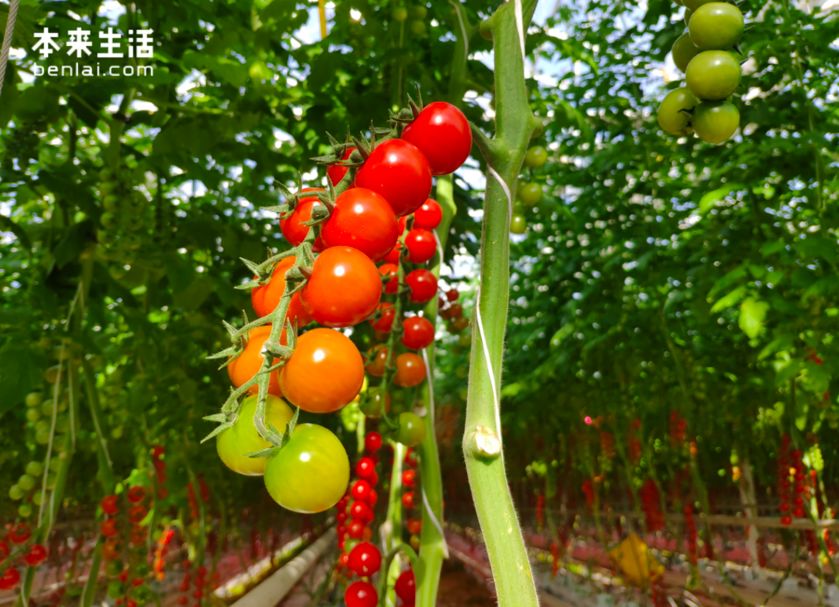 上海在520那天送什么可以让对方像被求婚那么幸福