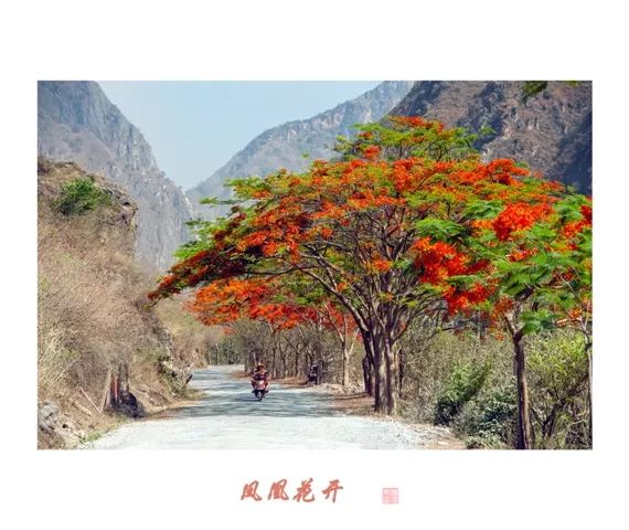 沉迷于这一片花海醉美易门小绿汁凤凰花