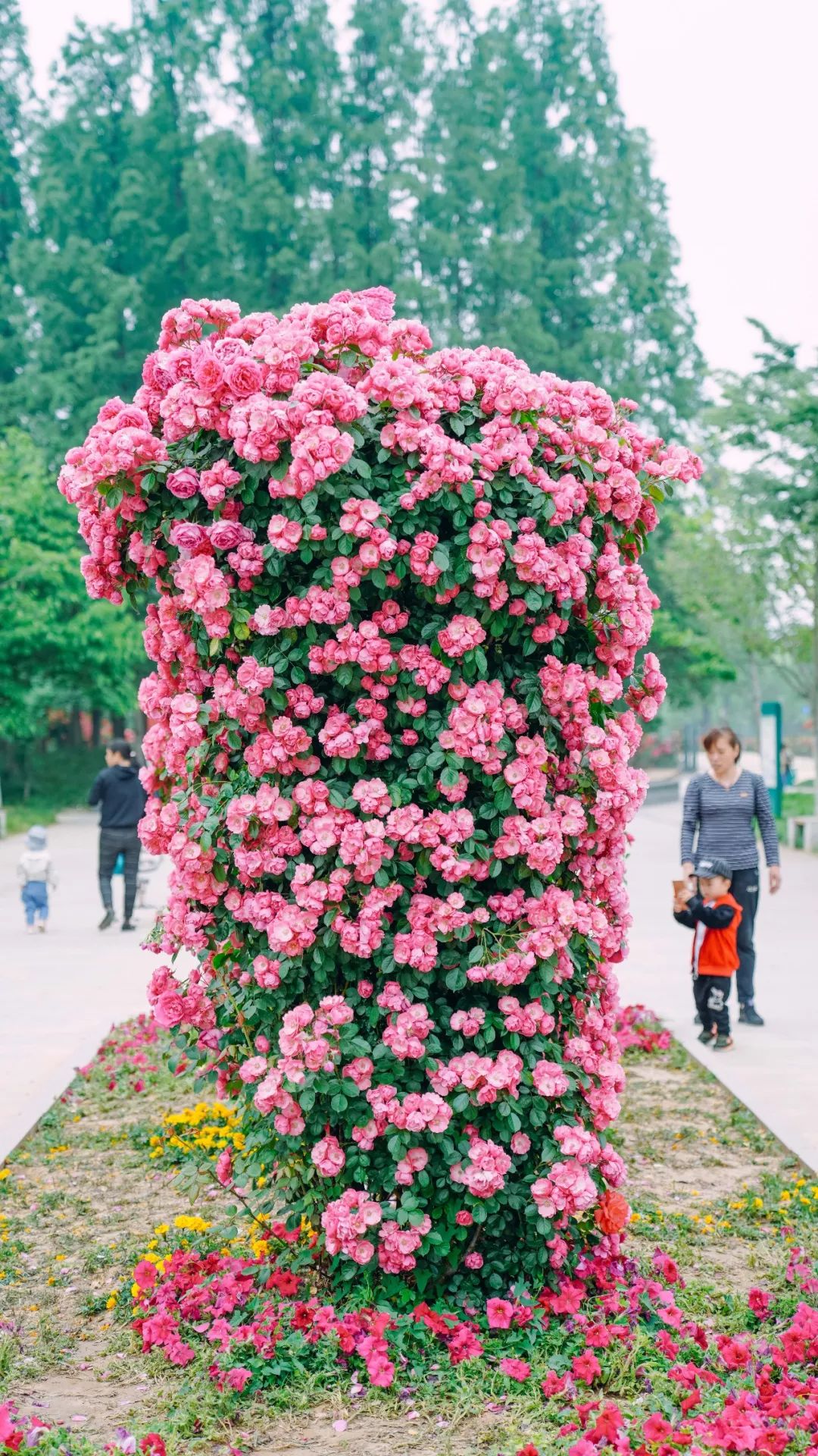 民生获国际大奖的造型月季网红花墙打卡拍照别错过这里